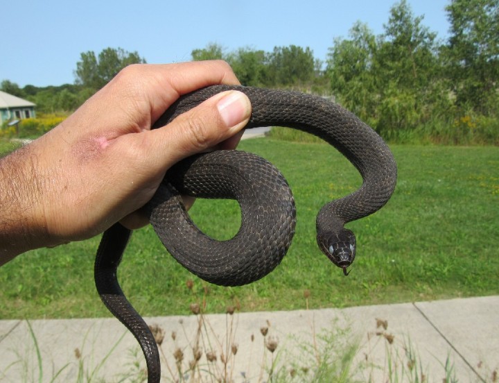 Northern Water Snake